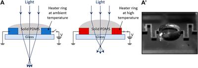 Electrically Tunable Lenses: A Review